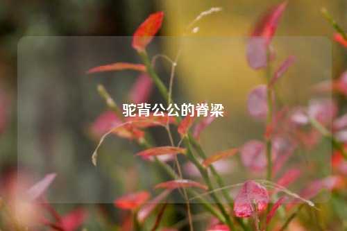 驼背公公的脊梁